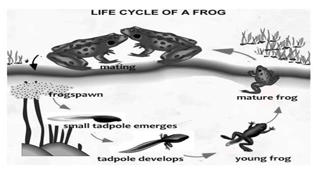 Forg-process